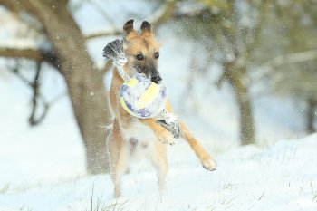 braucht-ein-silken-windsprite-windhund-einen-mantel-01