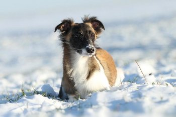 braucht-ein-silken-windsprite-windhund-einen-mantel-02