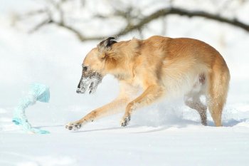 braucht-ein-silken-windsprite-windhund-einen-mantel-03