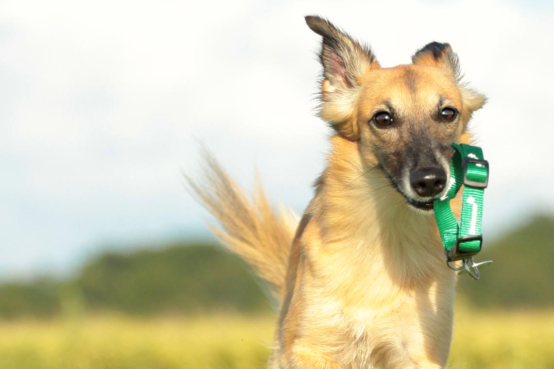 Hundetrick Nicht Nur Für Welpen Lass Mich Raus