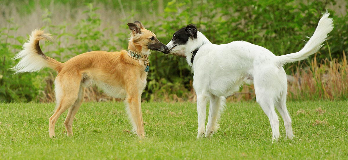 Silken Windsprite oder Langhaar Whippet