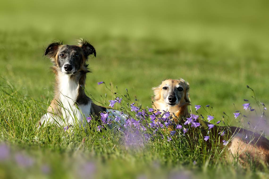 Achtung Zecken So Schützt Du Deinen Hund Werbung