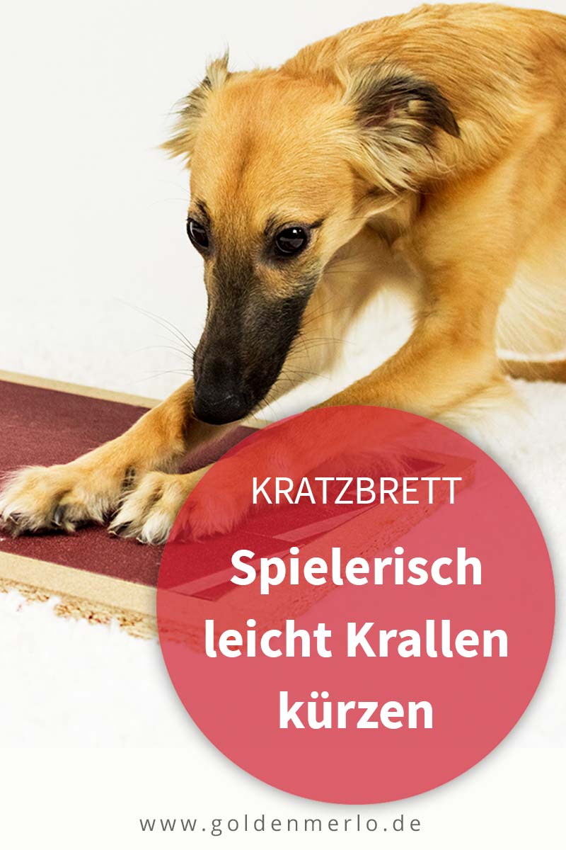 Krallen Schneiden Hund Kosten 2020 / Krallen Schneiden Hund Katze