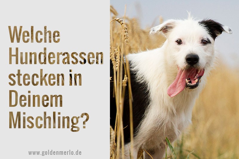 Udstyr Uden for Illusion DNA-Test für Hunde: wie zuverlässig ist die Rassebestimmung? [Werbung] -  GoldenMerlo Hundeblog