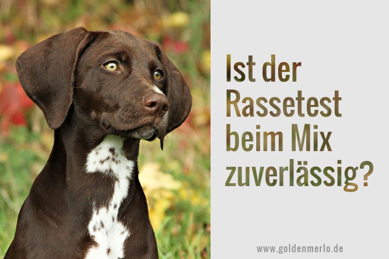 Udstyr Uden for Illusion DNA-Test für Hunde: wie zuverlässig ist die Rassebestimmung? [Werbung] -  GoldenMerlo Hundeblog