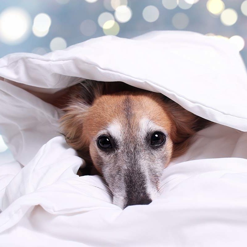 7 einfache Tricks und Lifehacks für den Hund GoldenMerlo