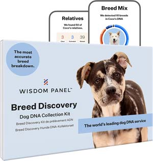 Udstyr Uden for Illusion DNA-Test für Hunde: wie zuverlässig ist die Rassebestimmung? [Werbung] -  GoldenMerlo Hundeblog