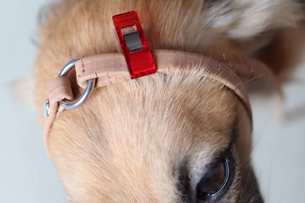 Markenhalsband kork hund diy goldenmerlo 025