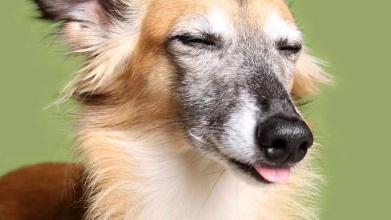 5 gruende warum dein hund sein futter nicht frisst und was du dagegen tun kannst maekeln sensibel