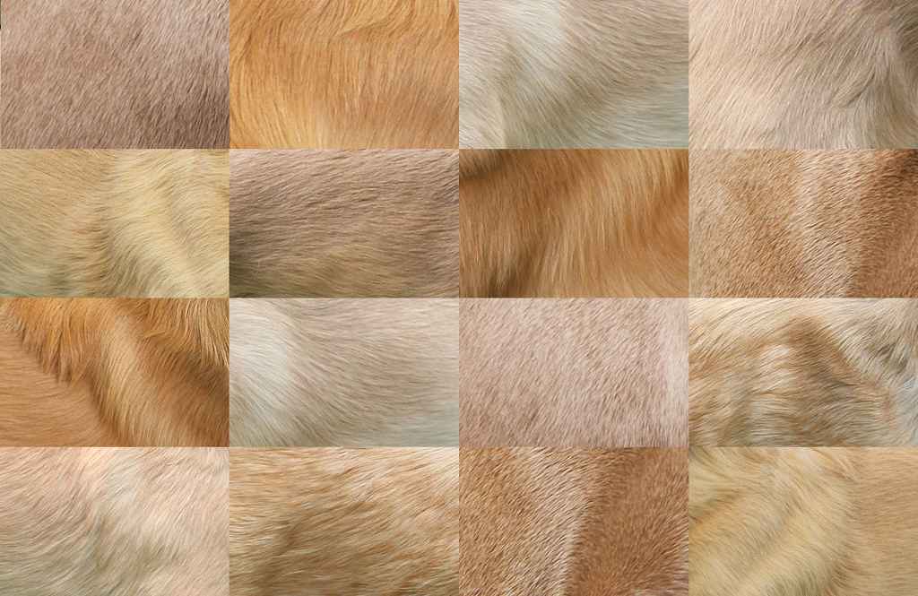 You are currently viewing Die Fellfarbe Isabell – und warum es sie (wahrscheinlich) beim Silken Windsprite nicht gibt