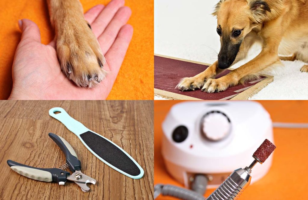 Hund krallen schneiden tipps tricks