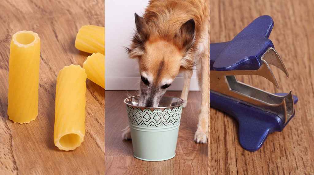 Read more about the article 10 erstaunliche Lifehacks, Tipps und Tricks für Hundefreunde
