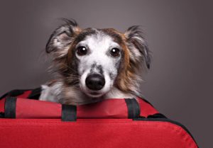 Read more about the article Hunde in der Kiste: Das Problem mit der Hundebox