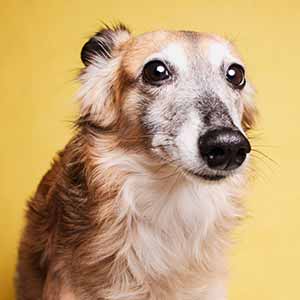 Schlagwort: Krallen kürzen - GoldenMerlo Hundeblog