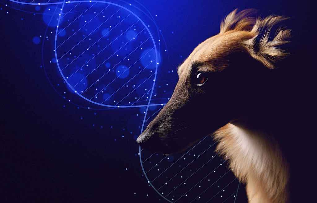 Read more about the article DNA-Test für Hunde: wie zuverlässig ist die Rassebestimmung? [Werbung]