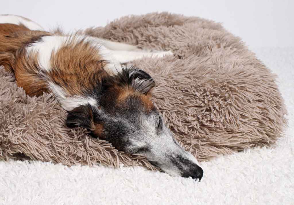 Read more about the article Die Schlafpositionen Deines Hundes und was sie Dir verraten