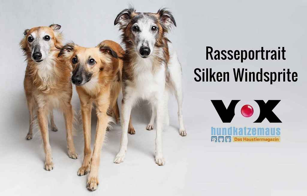 Read more about the article Silken Windsprites im Fernsehen | GoldenMerlo bei VOX HundKatzeMaus