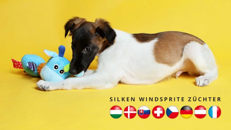 Silken windsprite welpen zuechter 05