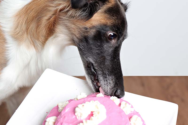 Read more about the article Hunde-Torte zum Geburtstag: Einfaches Rezept