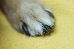 Mehr über den Artikel erfahren Hundekrallen schneiden mit diesem einfachen Trick