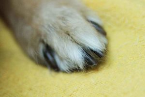 Read more about the article Hundekrallen schneiden mit diesem einfachen Trick