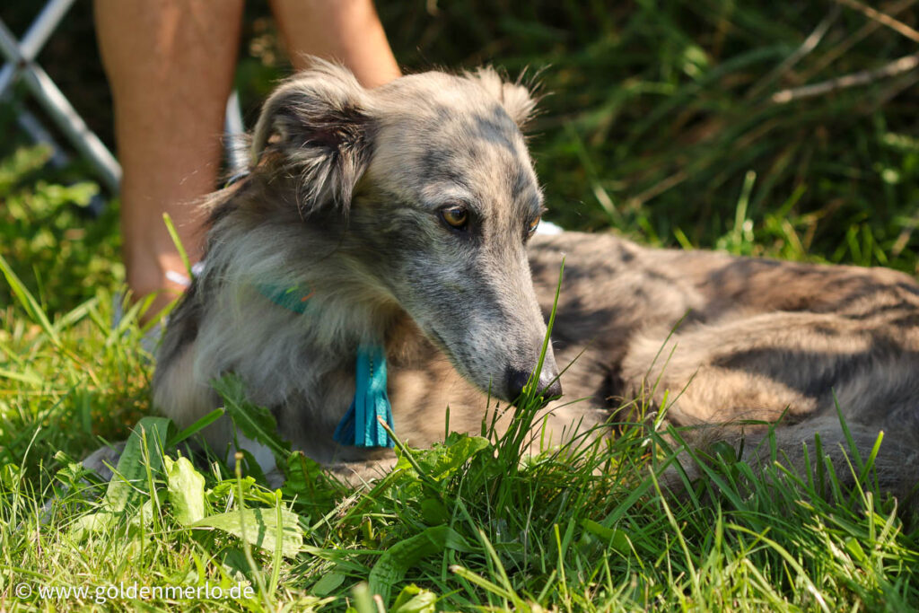 Silken windsprite swc 2024 08 31 52