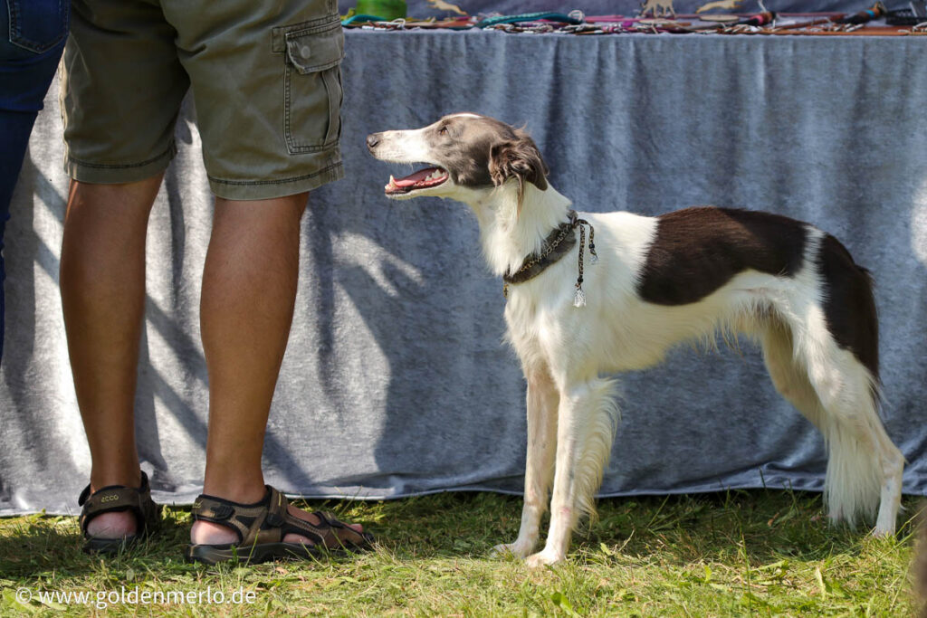 Silken windsprite swc 2024 08 31 60