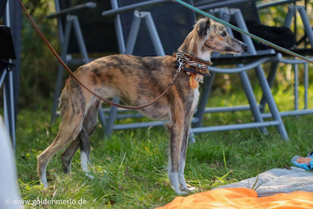 Silken windsprite swc 2024 08 31 78